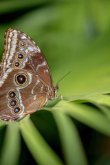 PRETTY BUTTERFLY UP CLOSE 