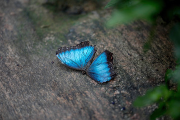 LOVELY BLUE BUTTERFLY ON A ROCK