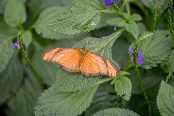 BUTTERFLY IN A GARDEN