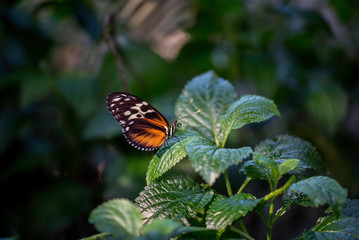 BUTTERFLY IN A GARDEN