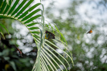 BUTTERFLY ON A FERN IN A GARDEN
