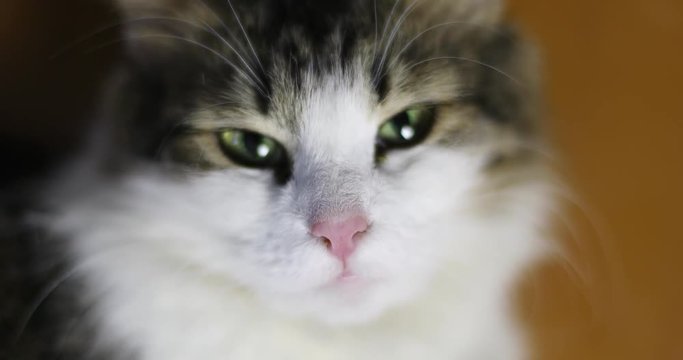 Close-up of the face of affectionate cat.