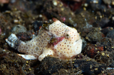 Amazing underwater world - Painted frogfish - Antennarius pictus. Tulamben, Bali, Indonesia.