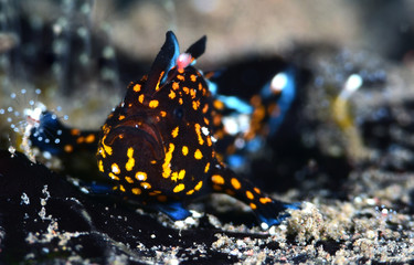 Amazing underwater world - Painted frogfish - Antennarius pictus. Tulamben, Bali, Indonesia.