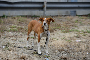 Naklejka na ściany i meble abandoned domestic dog on the maple of a road in midsummer.