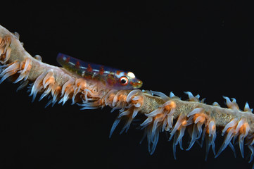 Macro underwater world - small goby on a coral. Diving in Bali.
