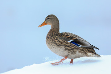 Mallard in winter