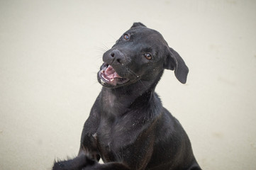 Black dog on the beach