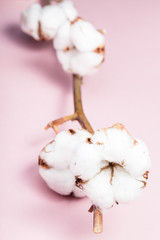 twig of cotton plant with ripe bolls on pink