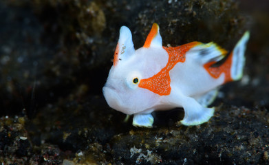 Amazing underwater world - Warty frogfish (Clown frogfish) - Antennarius maculatus. Tulamben, Bali, Indonesia