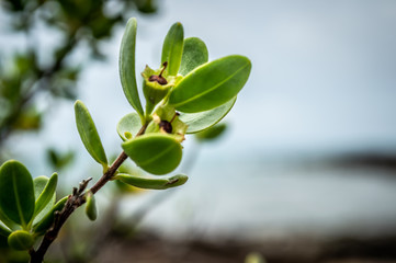 Branches at Koh Samet Beach