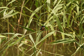 Kingfisher