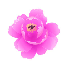 Pink peony isolated on white background. Vector illustration