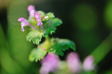 雨上がりの仏の座