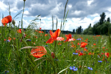 red poppies in a field