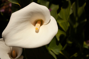 White Alcatraz flower in public garden Mexico