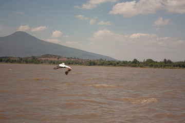 Seagull flying over the aquatic area of ​​Pátzcuaro lake Mexico main place of food supply for birds