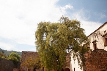 Tree hanging from the wall in a convent in Mexico architecture and nature