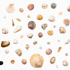 top view of many natural dried sea shells on white