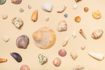 collage from natural dried sea shells on yellow