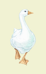 Goose duckling duck Drake paw beak white red birds