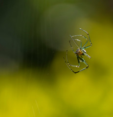 araña tejedora,Araneus es un género de arañas araneomorfas de la familia Araneidae que incluye...