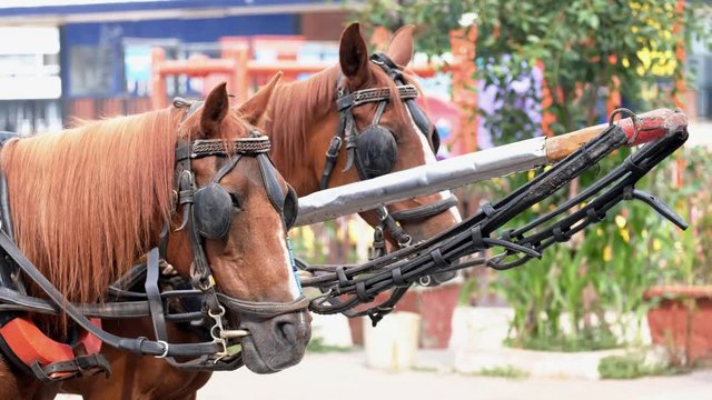 Horses That Pull Carriages On Burgaz Island, Istanbul, Turkey