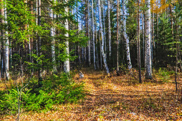 Obraz premium Autumn landscape, Trees and Leaves, foggy forest.