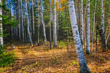 Autumn landscape, Trees and Leaves, foggy forest.
