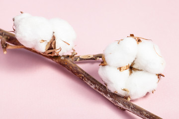 branch of cotton plant with ripe bolls on pink