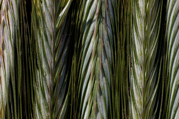 ripening ears of rye with pollen