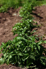 garden bed with young potato shoots