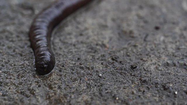 Earthworm crawling on the road in the afternoon