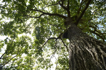 Fototapeta premium Big tree