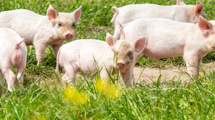 Gl&uuml;ckliche Schweine auf einer bl&uuml;henden Wiese