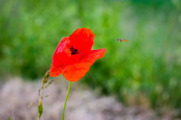 Bee flies on a poppy