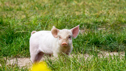 Glückliche Schweine auf einer blühenden Wiese