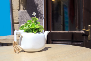 White teapot with growing flower wooden table