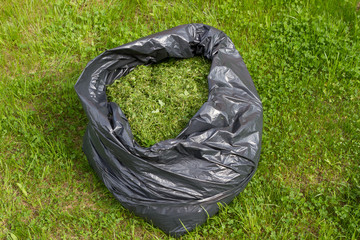 Black bag with freshly cut grass lying on the green lawn