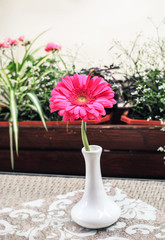 Pink Gerbera flower in small white vase on table
