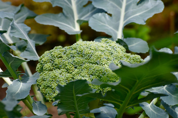  home-grown broccoli in the greenhouse