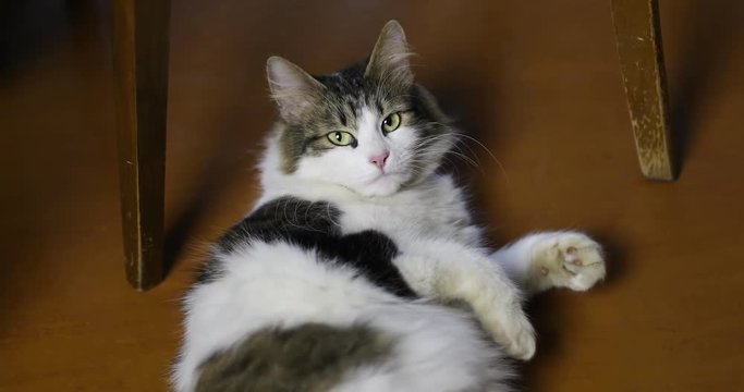 Affectionate cat lies on the floor.