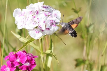 Taubenschwänzchen an einer Blüte © Manfred Richter