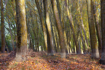Poplar trees in the autumn forest