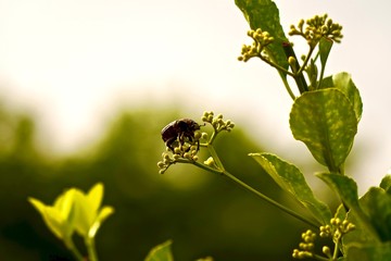 bee on flower