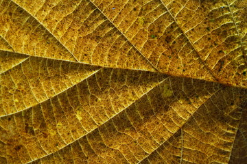 Sheets of German plants photographed in macro mode in best quality