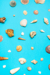 top view of many natural dried sea shells on blue