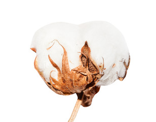 side view of boll of cotton plant with cottonwool