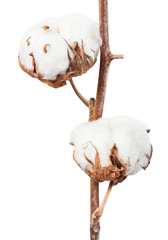 two ripe bolls of cotton plant on twig isolated