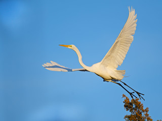 Great Egret in Flight
